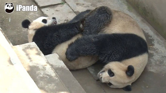 Gấu trúc lập kỷ lục về thời gian 'mây mưa'