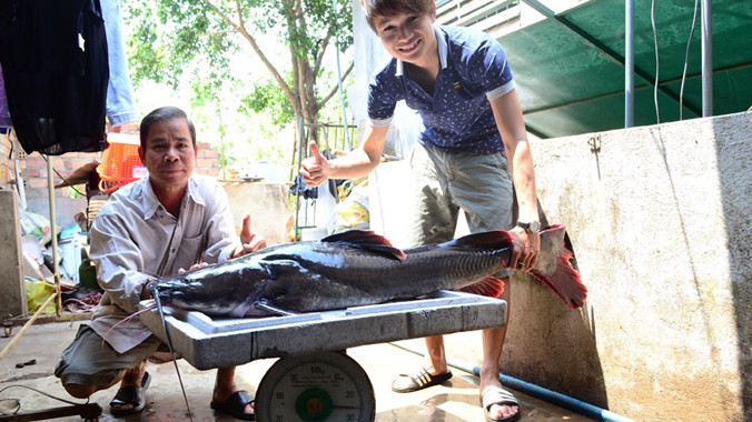 Con cá lăng có chiều dài hơn 1m, trọng lượng 28kg.