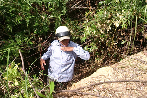 Hai con trâu rơi xuống, rồi trèo khỏi hào sâu dựng đứng thoát ra ngoài. Ảnh: Hoàng Táo.