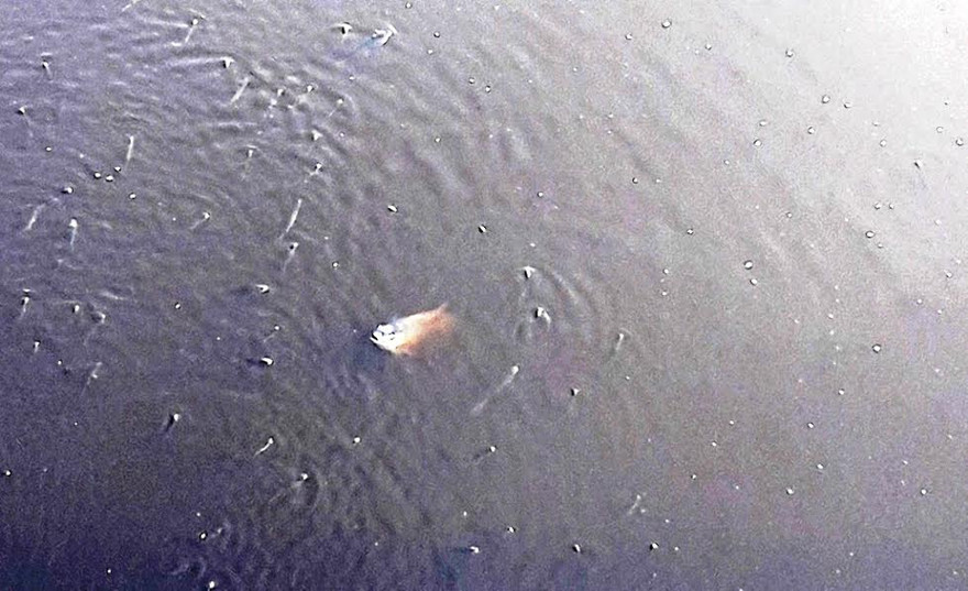 Cá nổi lờ đờ trên mặt nước sông sủi đầy bọt và váng nhầy mỏng. 