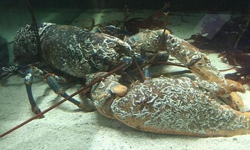 Tôm hùm khổng lồ JJ được đặt tên theo vận động viên đấm bốc Joe Joyce. Ảnh: Công viên hải dương quốc gia.