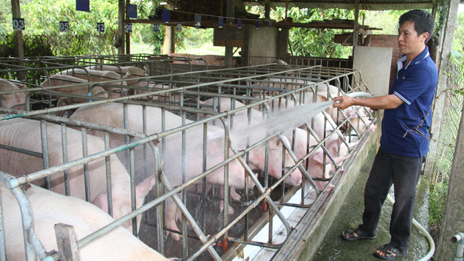 Anh Trần Nguyên Hứa đang bơm nước tắm đàn heo nái trong chuồng của gia đình. Ảnh: Đại Dương 