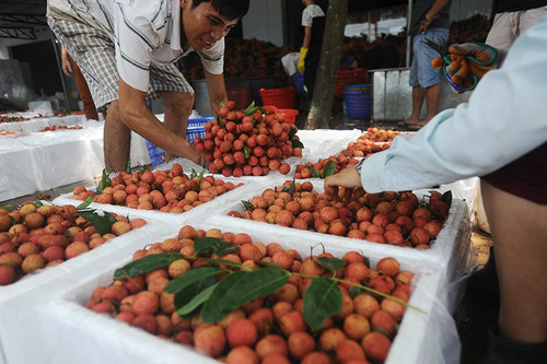 Lần đầu tiên tiêu thụ vải thiều nội địa của Bắc Giang cao hơn xuất khẩu. Ảnh: Giang Huy/VnExpress
