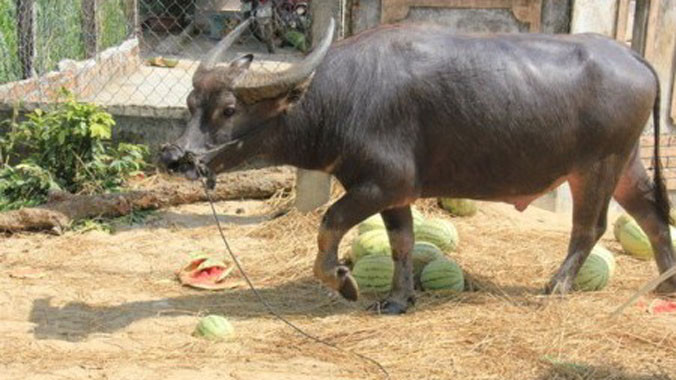 Với giá bèo bọt, người dân cho trâu ăn.