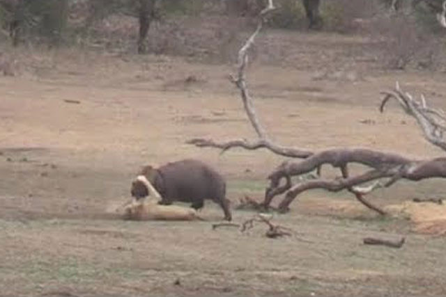 Hà mã cố gắng tấn công sư tử nhằm tìm đường thoát thân.
