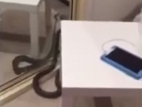 Con rắn bò trong phòng và dừng lại khá lâu trước gương để soi.