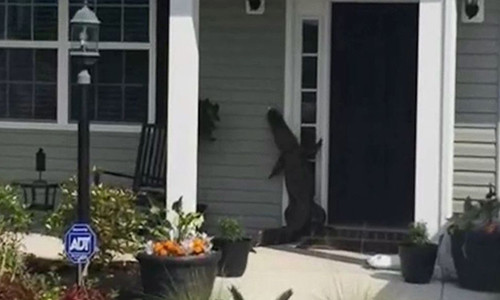 Con vật cố gắng vươn mình ấn chuông cửa.