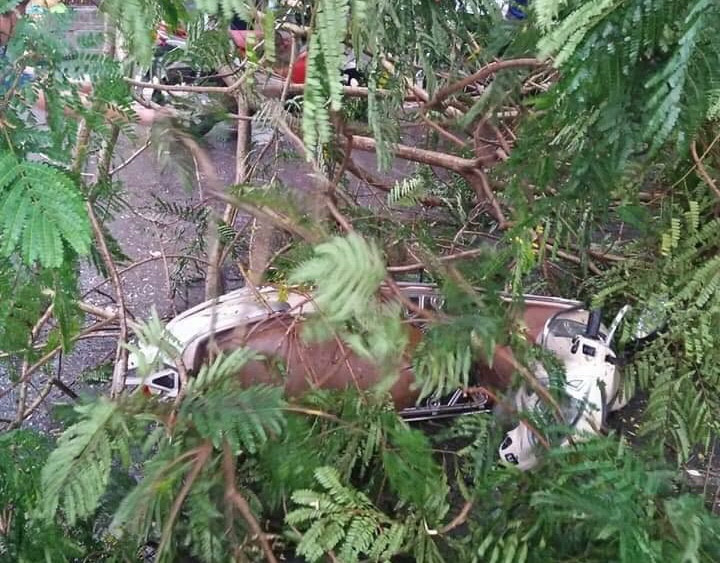 Chiếc xe máy bị cây đổ trúng.