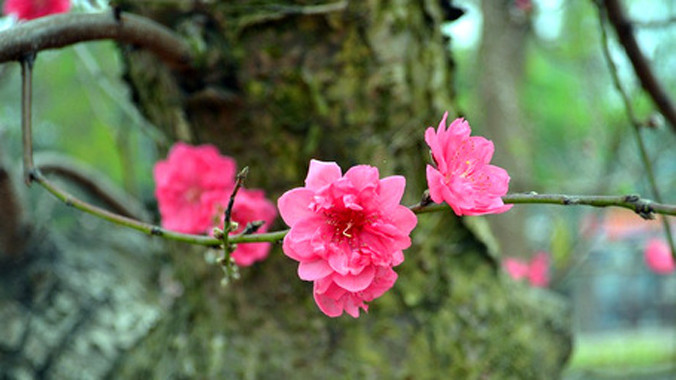 Công bố chính thức lịch nghỉ các ngày lễ, Tết năm 2015