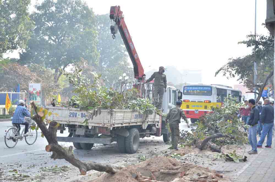 Sáng 23/12, công nhân bắt đầu tiến hành đánh chuyển cây xanh trước cổng trường đại học Giao thông Vận tải. Ảnh: Thanh Hà.