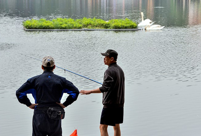 Chữa trị cho thiên nga hồ Thiền Quang mắc lưỡi câu trộm
