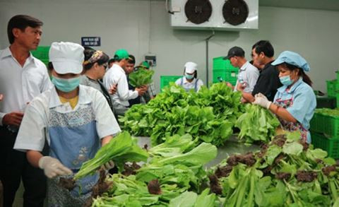 Liên kết đưa thực phẩm an toàn đến với người dân Hà Nội