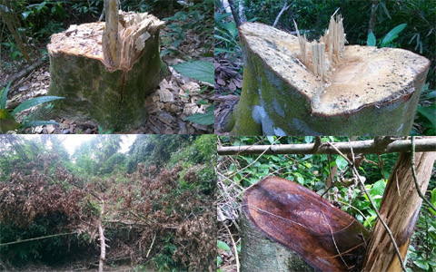 Rừng phòng hộ bị tàn phá tan hoang.