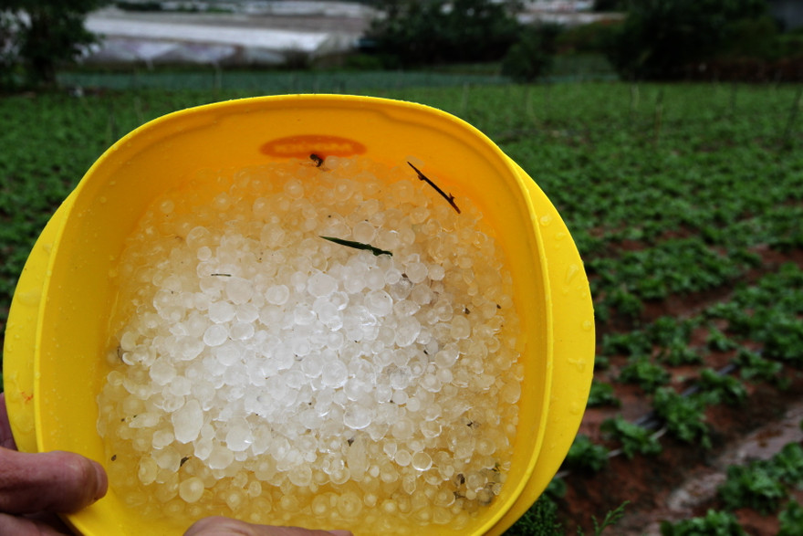 Trận mưa đá chiều 22/8 khiến nông dân huyện Lạc Dương điêu đứng