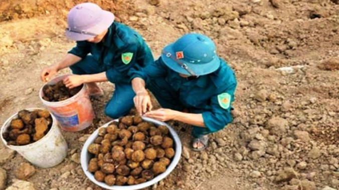 Những viên bom bi lộ thiên sau mưa được thu gom. Ảnh Nhạc Phi/Người Lao động