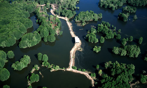 Cần Giờ có 70.000ha rừng được xem là "lá phổi" của TP HCM.