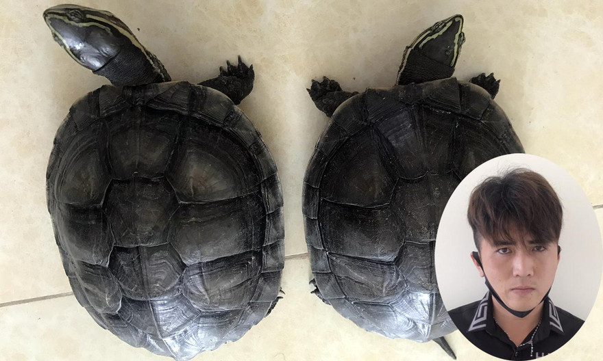 Đối tượng Nghĩa (ảnh nhỏ) và 2 cá thể rùa.