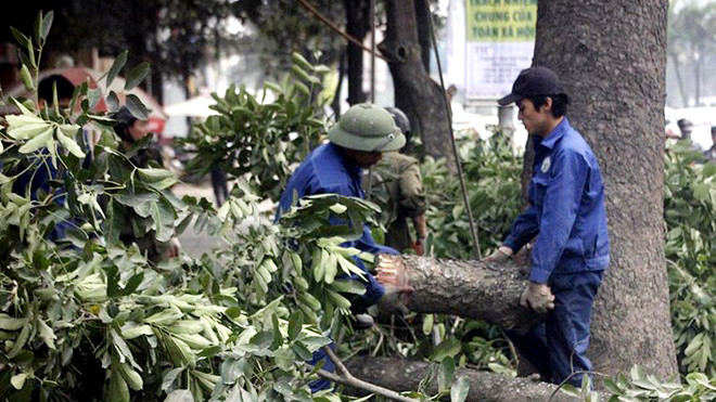 Chủ tịch UBND TP. Hà Nội vừa ra quyết định kỷ luật hàng loạt cán bộ có liên quan đến đề án chặt hạ, thay thế 6.700 cây xanh trên địa bàn thủ đô. Ảnh: VNN