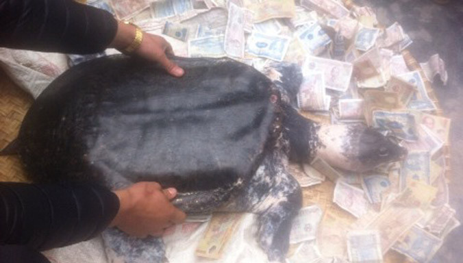 Con rùa nặng gần 18kg được người dân địa phương đổ xô về xem và... cúng tiền.