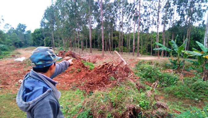 Khu rừng nơi em V. tự tử.