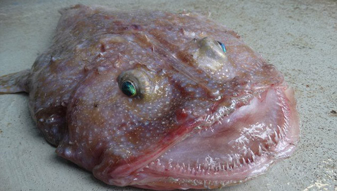 Quái vật biển có miệng rộng và răng sắc nhọn được phát hiện ở ngoài khơi Australia.