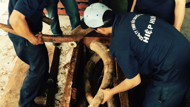 Lực lượng chức năng kiểm tra lô hàng ngà voi