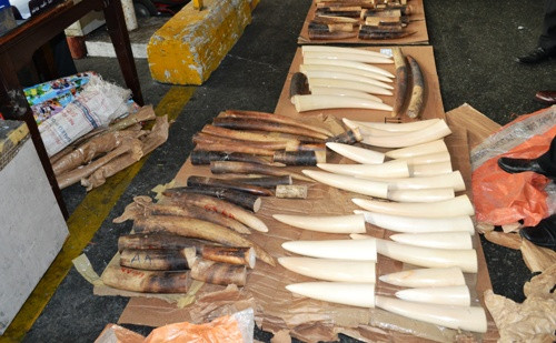 Ngà voi Châu Phị bị bắt tại sân bay Tân Sơn Nhất hôm nay. Ảnh: H.Q