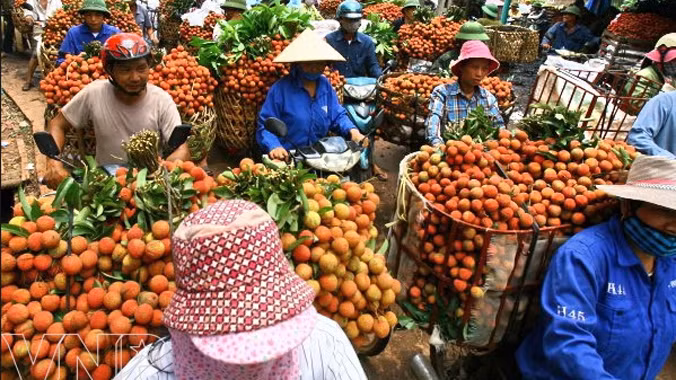 Để tránh tình trạng “tắc” vải ở cửa khẩu cần tăng tiêu thụ nội địa 