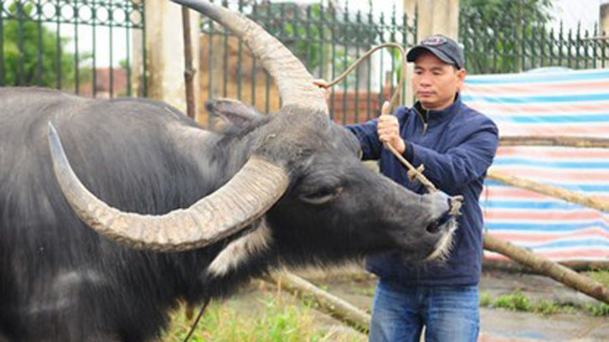 Anh Trịnh Quang Tuyên, một chuyên gia về trâu chọi, đồng thời là đại lý cung cấp trâu chọi lớn nhất miền Bắc. Ảnh: Đàm Duy.