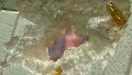 Dầu cá Omega 3 có nguồn gốc Trung Quốc đã bào mòn hoàn toàn miếng xốp.