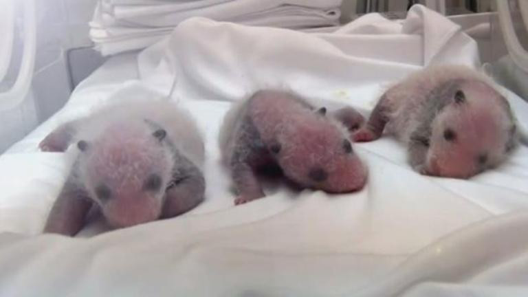 Đàn gấu trúc sinh ba sơ sinh trong lồng kính tại Chielong.