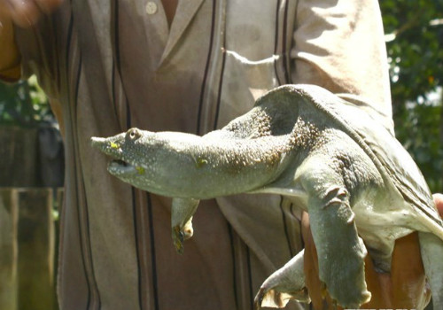 Mỗi năm ông Hòa xuất bán gần 5 tấn baba thịt. Ảnh: TTXVN.