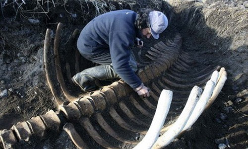 Bộ xương nhô lên trên bãi biển giống như một hàng rào. Ảnh:Siberian Times.