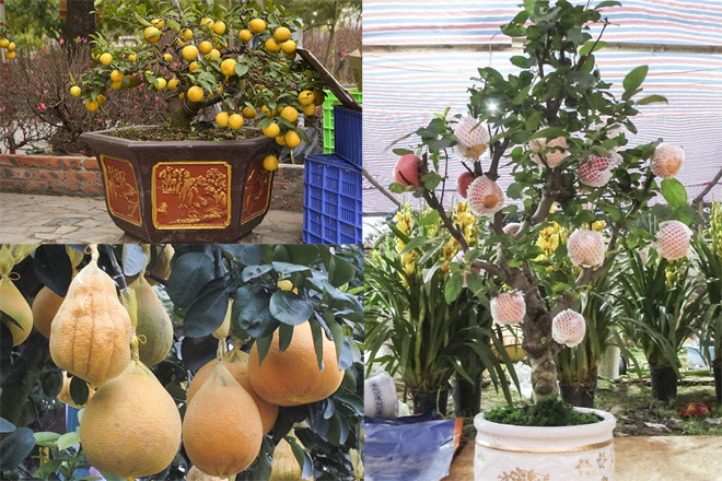 Đường phố Hà Nội tràn ngập các loại cây cảnh độc lạ.