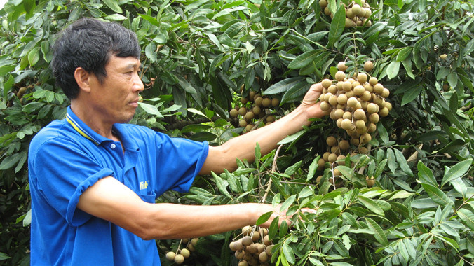Nhãn có “cửa” xuất khẩu sang thị trường Mỹ