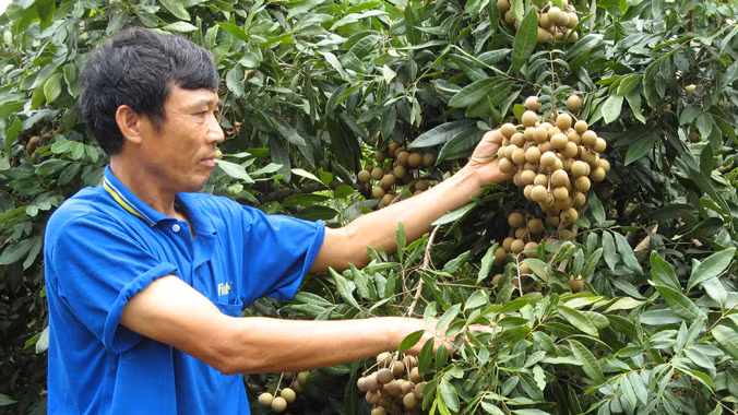 Nhãn có “cửa” xuất khẩu sang thị trường Mỹ