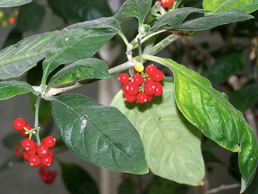 Cây psychotria insularum (matalafi) thuộc họ Thiến thảo. (Ảnh: Wikipedia)