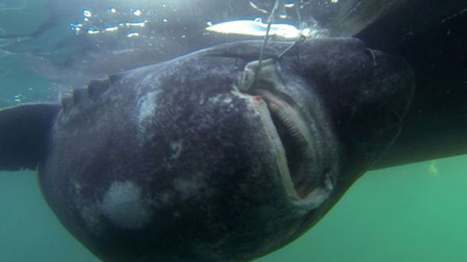 Bắt được cá mập nặng 565 kg bằng... cần câu