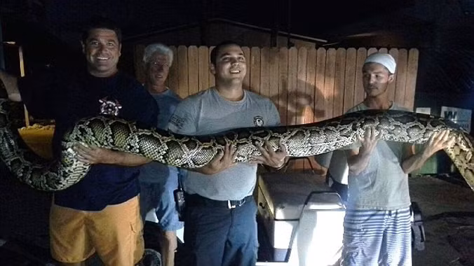 Các nhân viên chụp hình cùng con con trăn. Nguồn: DM.