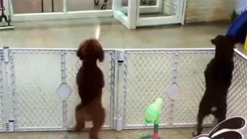 Chú chó khiêu vũ theo nhạc điệu nghệ