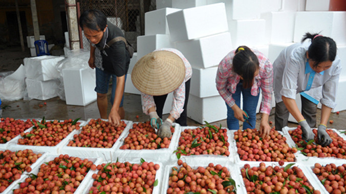 Giá vải thiều tại Hải Dương đang được doanh nghiệp thu mua cao hơn 10% so với tiểu thương Trung Quốc. Ảnh: Quý Đoàn/ VnExpress