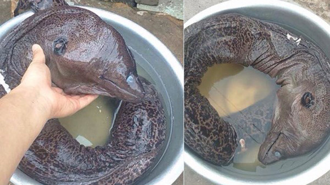 Cá ‘quái dị’ được cho là bắt ở Nam Định.