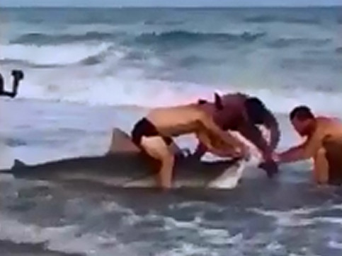 Lính thủy đánh bộ Mỹ tay không banh hàm cá mập hổ