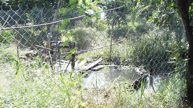 Ông Bùi Văn Bé chỉ tay vào khu vực bị rào chắn, được cho rằng là nơi có “kho báu” nằm sâu dưới lòng đất.