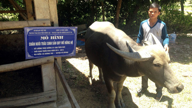 Con trâu đực của gia đình bà Phạm Thị Thuận (một năm sau khi dự án cấp cho). Ảnh: Cẩm Kỳ.