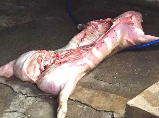 Ảnh minh họa. Internet.