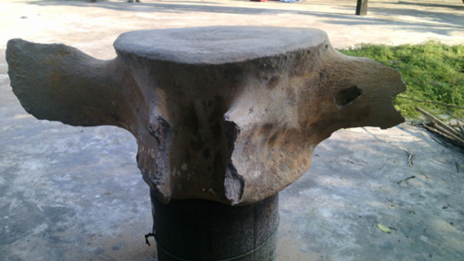 Đốt xương khổng lồ được phát hiện[Cận cảnh đốt xương khổng lồ.