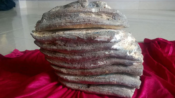 Bộ răng rất giống hàm răng ma mút.