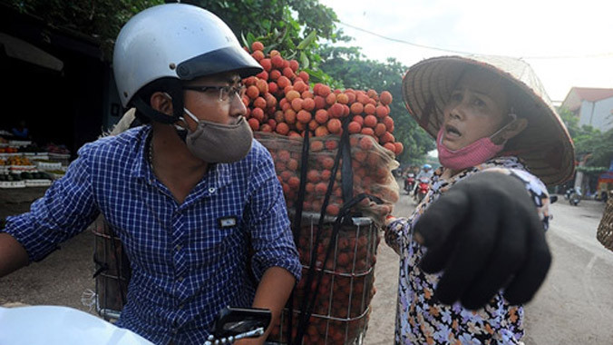 Tại vùng vải Lục Ngạn, có những nghề, dịch vụ đặc thù và cho thu nhập tiền triệu mỗi ngày. Ảnh: Giang Huy.
