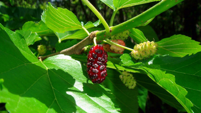 Lá dâu là vị thuốc trị nhiều bệnh.